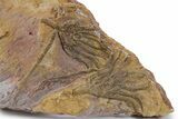 Ordovician Fossil Crinoid Plate - Marzane, Morocco #350581-2